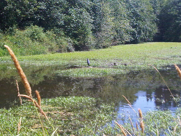 Blue Heron at Trinity Lake